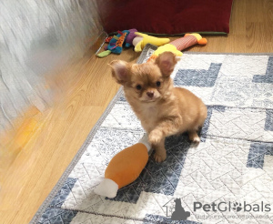 Foto №2 zu Ankündigung № 57885 zu verkaufen chihuahua - einkaufen Russische Föderation züchter