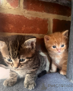 Foto №1. norwegische waldkatze - zum Verkauf in der Stadt Jesteburg | 350€ | Ankündigung № 148552