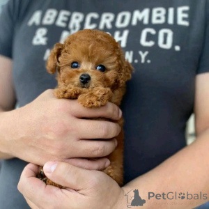 Foto №1. pudel (toy) - zum Verkauf in der Stadt Berlin | 500€ | Ankündigung № 136379