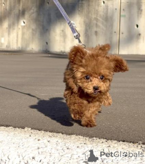 Foto №2 zu Ankündigung № 163991 zu verkaufen pudel (toy) - einkaufen Deutschland züchter