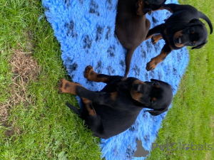Foto №3. Entzückender Wurf von AKC Reg Doberman Pinscher. USA