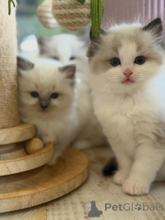 Foto №1. ragdoll-katze - zum Verkauf in der Stadt Erlangen | verhandelt | Ankündigung № 170004