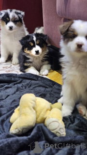 Foto №1. australian shepherd - zum Verkauf in der Stadt Zenjanin | verhandelt | Ankündigung № 161755