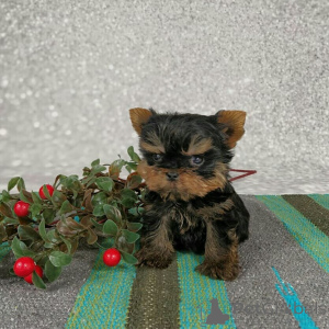 Foto №1. yorkshire terrier - zum Verkauf in der Stadt Freiburg | verhandelt | Ankündigung № 173341