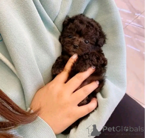 Foto №2 zu Ankündigung № 137175 zu verkaufen pudel (toy) - einkaufen Deutschland quotient 	ankündigung, züchter