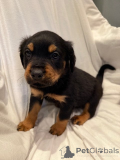 Foto №1. rottweiler - zum Verkauf in der Stadt Heist-op-den-Berg | verhandelt | Ankündigung № 169350