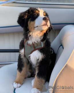 Foto №3. ENTZÜCKENDE YORKIE-WELPEN. USA