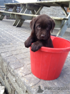 Foto №3. Praktischer, rasanter Labrador-Welpenklausel für Ihr zweites Zuhause!. Niederlande