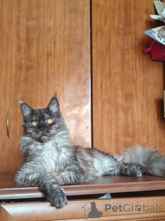 Foto №1. maine-coon-katze - zum Verkauf in der Stadt Aiola | 700€ | Ankündigung № 169614