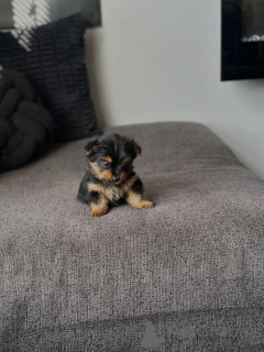 Foto №4. Ich werde verkaufen yorkshire terrier in der Stadt Chania. züchter - preis - 250€