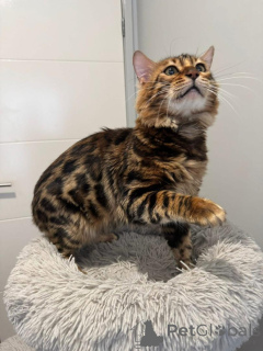 Foto №1. bengal katzenrasse - zum Verkauf in der Stadt Bollnäs | 750€ | Ankündigung № 153281