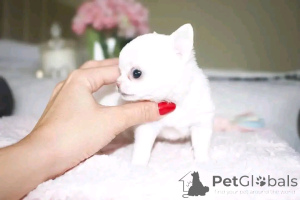 Foto №4. Ich werde verkaufen pudel (toy) in der Stadt Helsinki. quotient 	ankündigung, züchter - preis - 436€