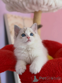 Foto №2 zu Ankündigung № 169100 zu verkaufen ragdoll-katze - einkaufen Finnland vom kindergarten