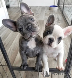 Foto №1. französische bulldogge - zum Verkauf in der Stadt Tallinn | 750€ | Ankündigung № 161286