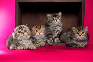 Zusätzliche Fotos: Schottische Kätzchen in Marmorfarben