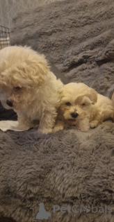 Foto №2 zu Ankündigung № 175107 zu verkaufen bichon frisé - einkaufen Deutschland quotient 	ankündigung
