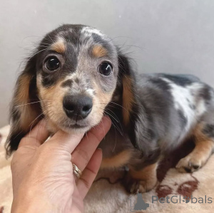 Foto №3. Mini-Dackelwelpen. Finnland