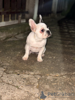Foto №4. Ich werde verkaufen französische bulldogge in der Stadt Smederevo. quotient 	ankündigung - preis - 500€