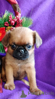 Foto №2 zu Ankündigung № 163431 zu verkaufen petit brabançon - einkaufen Russische Föderation züchter