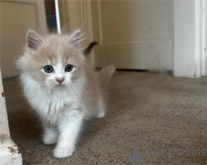 Foto №2 zu Ankündigung № 154980 zu verkaufen perserkatze - einkaufen Deutschland 