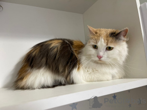Zusätzliche Fotos: Dreifarbige Katze Vanilla sucht ein Zuhause und eine liebevolle Familie!