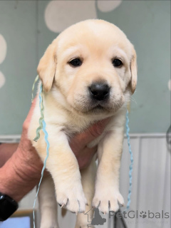 Foto №1. labrador retriever - zum Verkauf in der Stadt Basel | verhandelt | Ankündigung № 179024