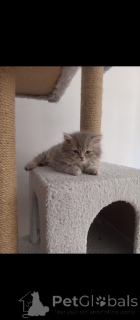 Foto №1. britisch langhaar - zum Verkauf in der Stadt Ankara | verhandelt | Ankündigung № 152329