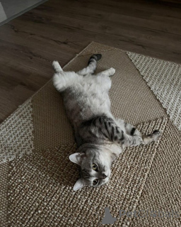 Foto №1. britisch kurzhaar - zum Verkauf in der Stadt Aiola | 550€ | Ankündigung № 157769