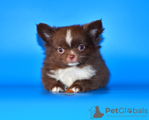 Zusätzliche Fotos: Sehr schöner Zuchtjunge Chihuahua von exklusiver Farbe.
