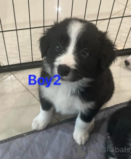 Foto №1. border collie - zum Verkauf in der Stadt Wedeln | 580€ | Ankündigung № 175180