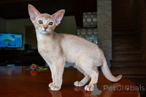Zusätzliche Fotos: Abessinische Kinder - 2 Jungen und Mädchen