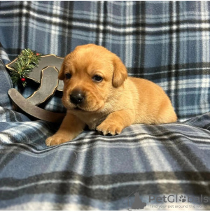 Foto №2 zu Ankündigung № 111775 zu verkaufen labrador retriever - einkaufen Bulgarien quotient 	ankündigung