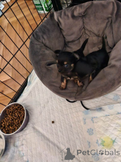 Foto №1. chihuahua - zum Verkauf in der Stadt Atlanta | 678€ | Ankündigung № 161378