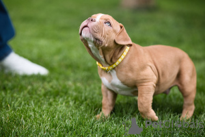 Zusätzliche Fotos: American Bully Welpen zu verkaufen