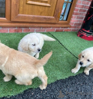 Foto №2 zu Ankündigung № 141161 zu verkaufen golden retriever, labrador retriever - einkaufen Kanada quotient 	ankündigung