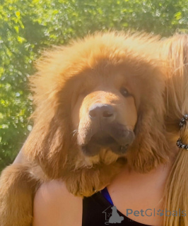 Foto №1. do khyi - zum Verkauf in der Stadt Dnipro | 1594€ | Ankündigung № 140129