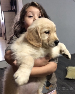 Foto №4. Ich werde verkaufen golden retriever in der Stadt Kovilj. züchter - preis - verhandelt