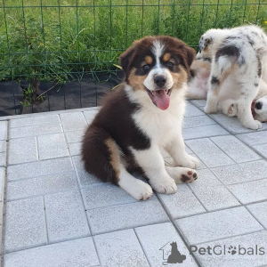 Foto №1. australian shepherd - zum Verkauf in der Stadt Wien | verhandelt | Ankündigung № 157516