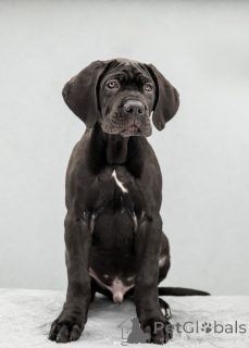 Foto №4. Ich werde verkaufen cane corso italiano in der Stadt Kiew. vom kindergarten, züchter - preis - 1600€