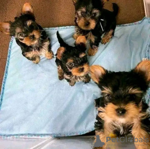 Foto №2 zu Ankündigung № 121584 zu verkaufen yorkshire terrier - einkaufen USA quotient 	ankündigung