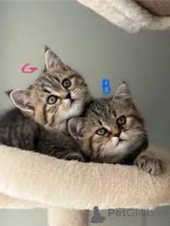 Foto №1. europäisch kurzhaar - zum Verkauf in der Stadt Paris | 500€ | Ankündigung № 165503