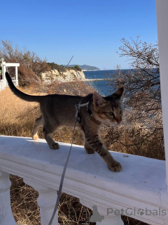 Foto №3. Chausie-Katze und Katze. Russische Föderation
