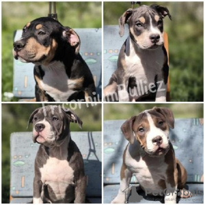 Foto №2 zu Ankündigung № 99414 zu verkaufen american bully - einkaufen Serbien züchter