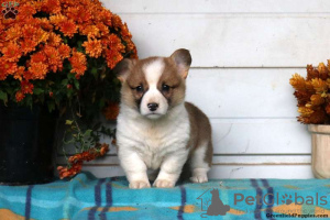 Foto №3. Schöne KC registrierte Pembrokeshire Corgis. Deutschland