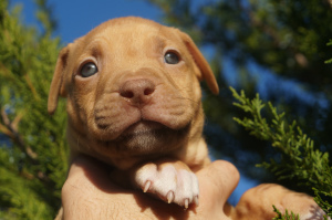 Foto №4. Ich werde verkaufen american pit bull terrier in der Stadt Cherson. züchter - preis - 600€