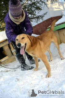 Foto №4. Ich werde verkaufen mischlingshund in der Stadt Краснокамск. aus dem tierheim - preis - Frei