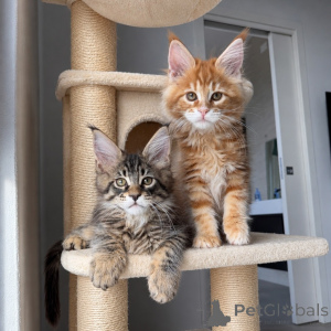 Foto №1. maine-coon-katze - zum Verkauf in der Stadt Norrköping | verhandelt | Ankündigung № 171096