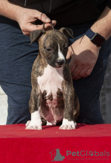 Foto №4. Ich werde verkaufen amerikanischer staffordshire terrier in der Stadt Obrenovac.  - preis - verhandelt