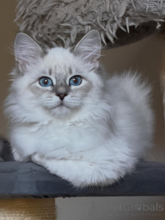 Foto №1. sibirische katze - zum Verkauf in der Stadt Berlin | verhandelt | Ankündigung № 154640