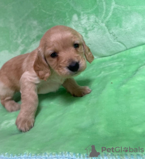 Foto №2 zu Ankündigung № 30184 zu verkaufen english cocker spaniel - einkaufen Deutschland quotient 	ankündigung